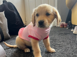 Golden retriever girl KC reg