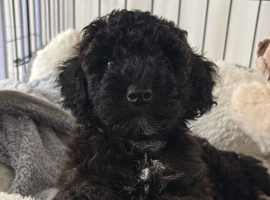 Beautiful toy poodle girl looking for new home