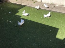 Lovely hand reared tame fancy pigeons