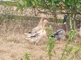 Indian runner cross Apple yard