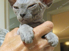 canadian sphynx