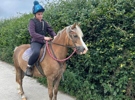 Toffee-4 years old- approx 12.2hh