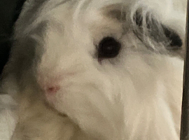 Long Guinea pigs