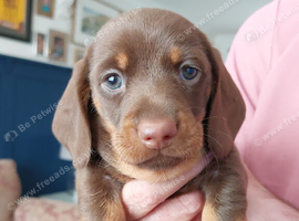 BEAUTIFUL MINITURE DACHSHUND BABIES