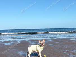 French Bulldog for sale