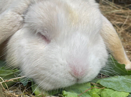 Beautiful Friendly Mini Lop boy