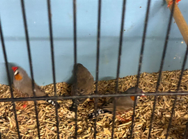 3 male and 3 female zebra finches