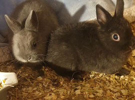 Netherland darf babies from my show lines