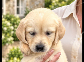 Beautiful RKC registered golden retrievers