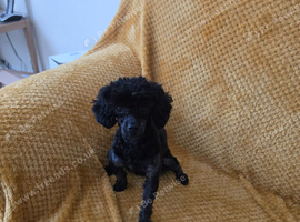 Tiny toy poodle