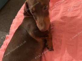 7 month old male dachshund