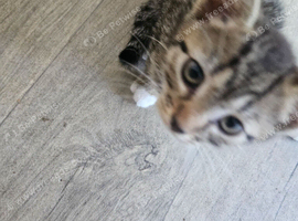 2 beautiful kittens  left ,was ready 30th  iune collect today