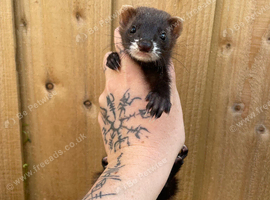 Eu x black small type 14weeks old