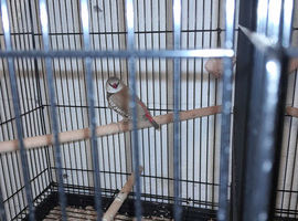 Diamond firetail