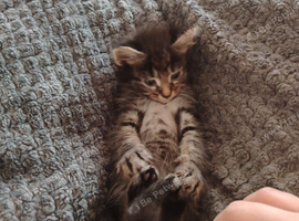 Fluffy kittens ready to leave