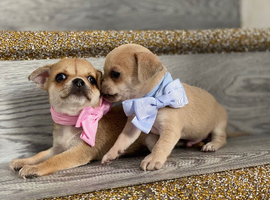 Chihuahua puppies 1 boy1girl