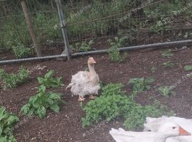 Sabastopol goose