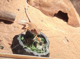 Baby bearded dragon
