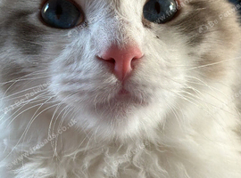 Loveable character