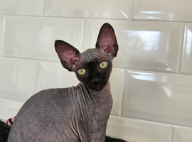 Canadian sphynx