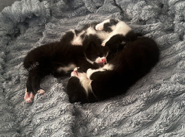 Kittens