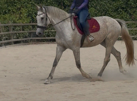 Sensible Competition Mare