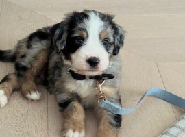 Cute handsome blue_t is ready for his forever home