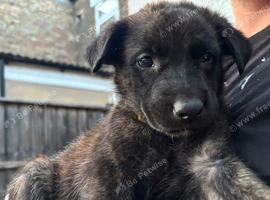 Dutch X German Shepherd puppies