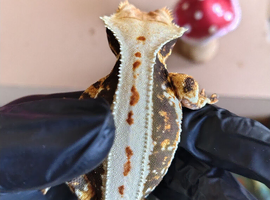Lily white crested gecko