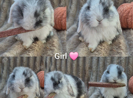 Mini lop
