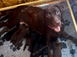 Beautiful Lab pups