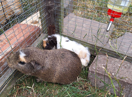 4 male guinea pigs for sale