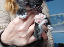 Kittens ready for forever homes