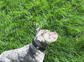 Female pocket bully