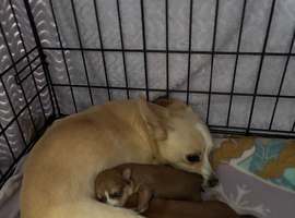 1 male Chorkie available.