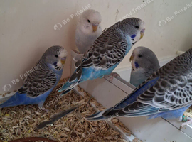 Baby Budgies