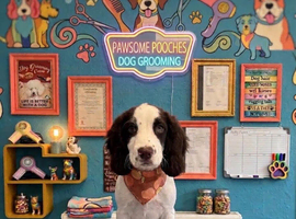 16 week old male sprocker puppy