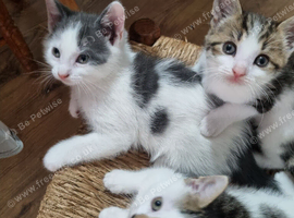 3 Kittens for Sale Pickup Available