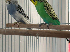 Budgies for sale