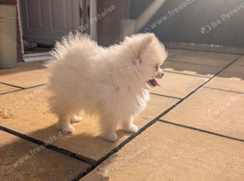 Russia Pomeranian