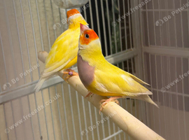 goldian pairs