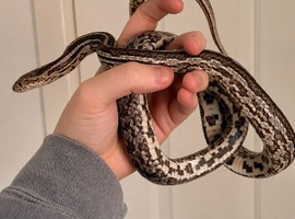 female corn snake