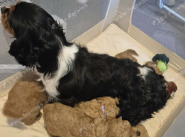 Cavapoo puppies