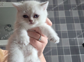 Mixed litter british short hair/longhair ready to go 9th of october