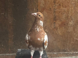 Mullenium pigeon