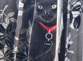 Rehoming cat