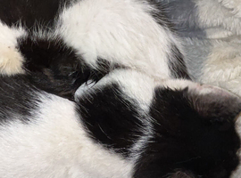 Kittens for sale