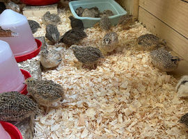 Coturnix quail