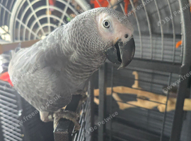 9 month old male african grey