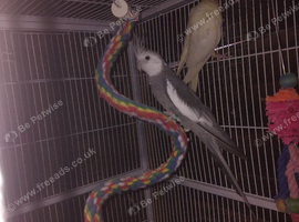Cockateils and Quails